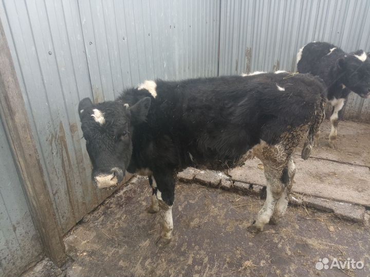 Бычки на откорм и на убой
