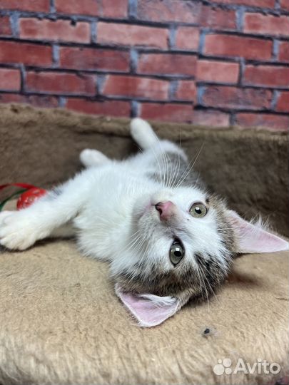 Котенок мальчик Сёма 2,5 мес ищет дом