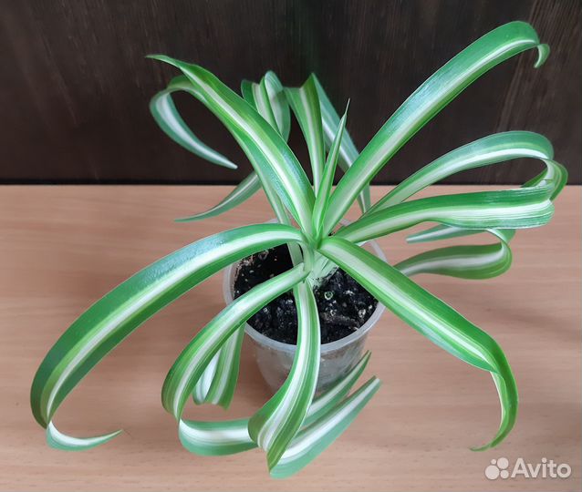 Хлорофитум Бонни кудрявый