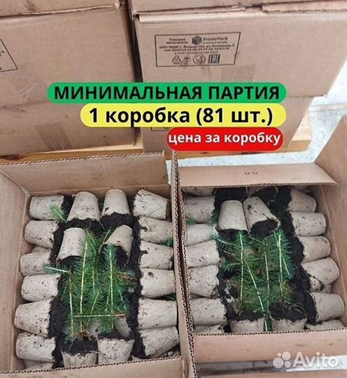 Сеянцы ели европейской зкс