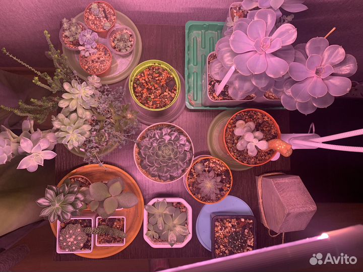 Суккуленты