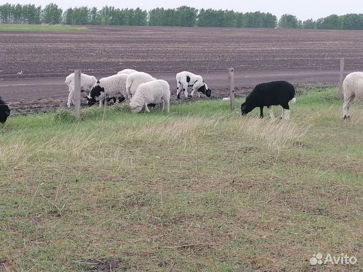 Овцы бараны матки ягнята