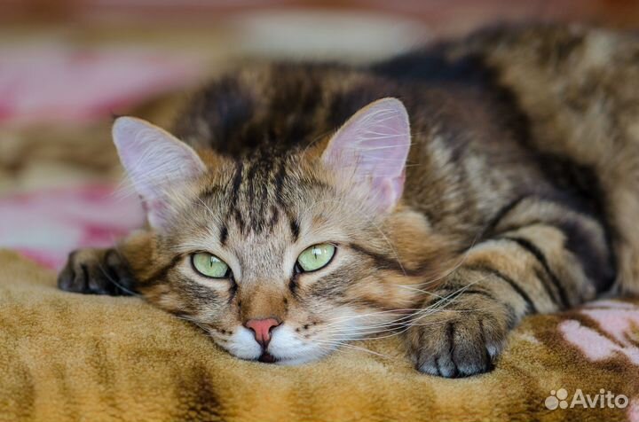 Кошки и коты