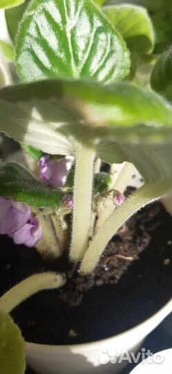 Комнатные цветы