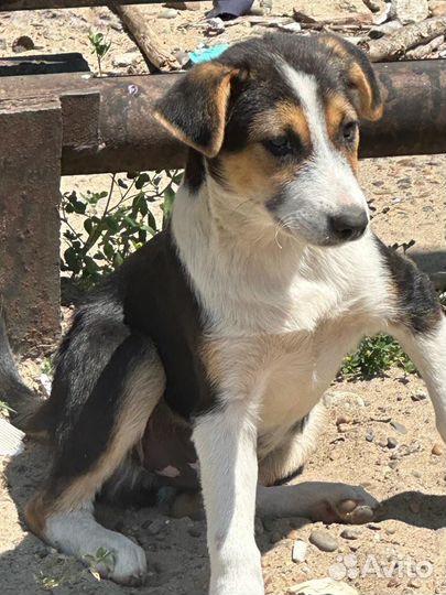 Отдам щенят в добрые руки бесплатно