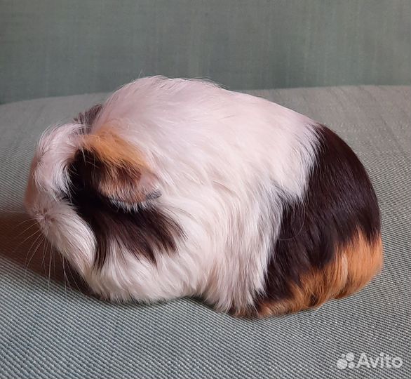 Длинношерстные морские свинки девочки
