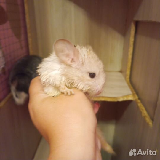 Шиншилла