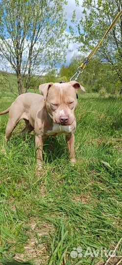 Редкого окраса питбуль в добрые руки