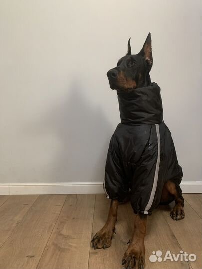 Комбенизон куртка на крупную собаку