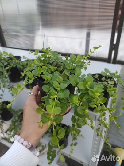 Лизимахия вербейник монетчатый ампельный