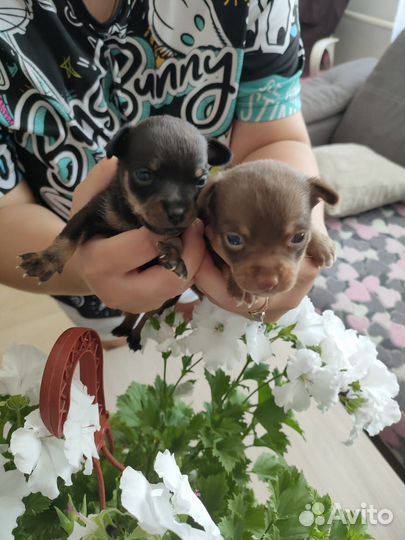 Мини той-терьер щенки