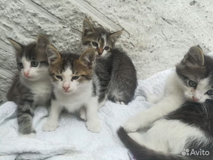 Котята отдам даром
