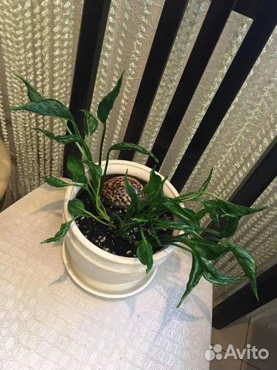 Эпипремнум годзилла