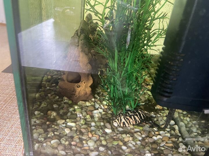 Аквариум с сомами