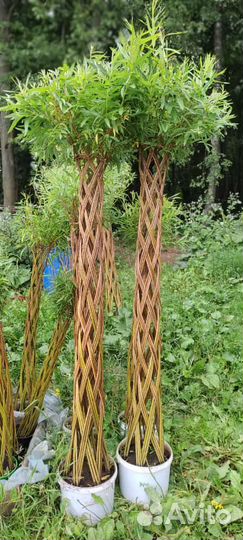 Плетенные деревья, плетенные ивы, пальма