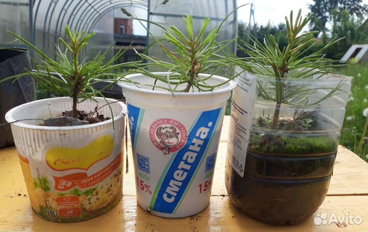 Кедр корейский и сибирский