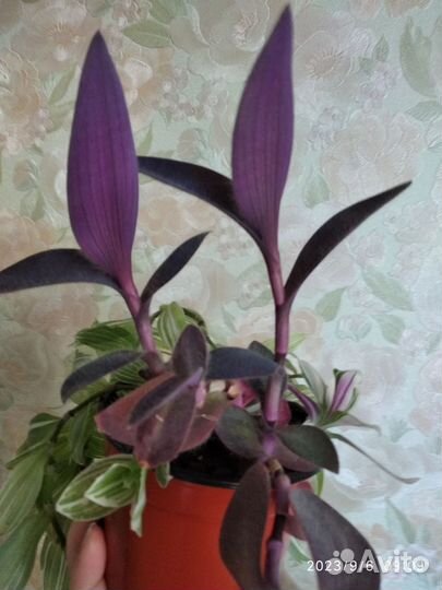 Традесканция 4 вида