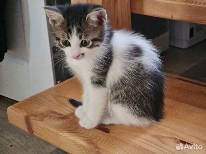 Котик в добрые руки