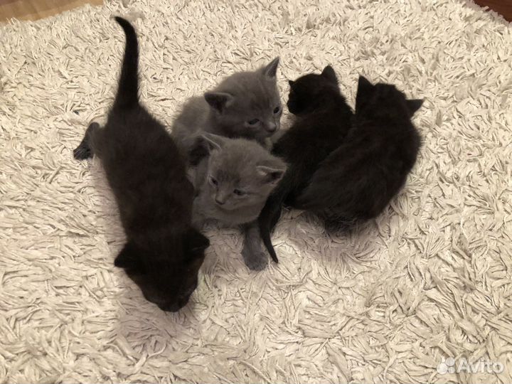 Котята