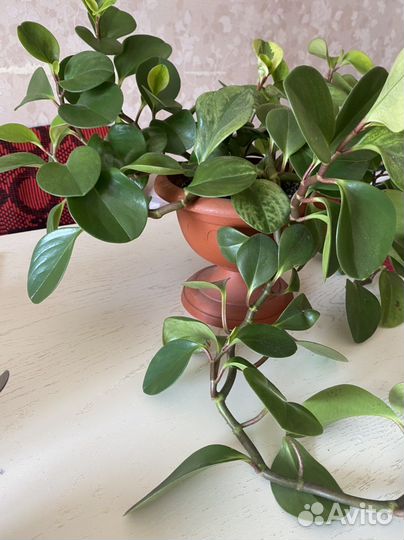 Комнатные цветы пиперония туполистная