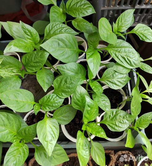 Рассада перца