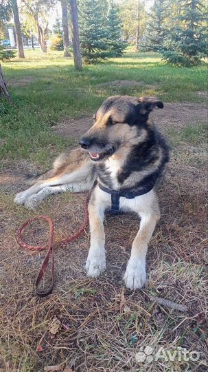 Собака -охранник в добрые руки