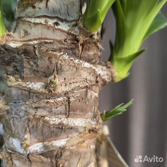 Пальма юкка в кашпо