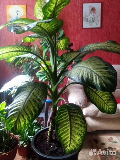 Диффенбахия