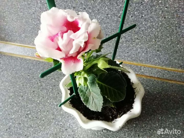 Глоксиния (синнингия) сортовая. Мини. Махровая