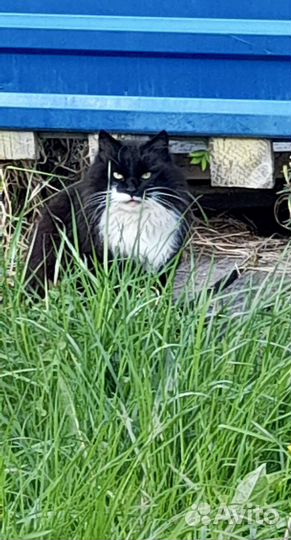 Кошка мышелов