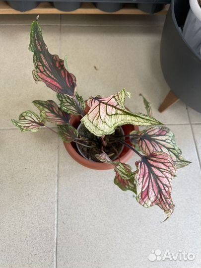 Каладиум, сингониум Венсанов Неон