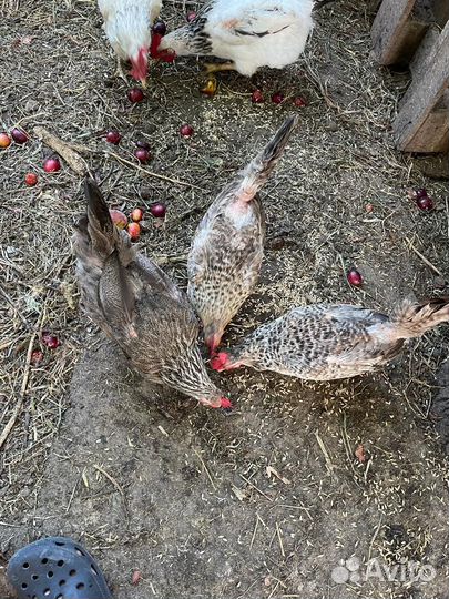 Куры несушки