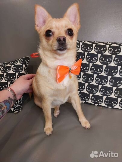 Груминг собак и кошек