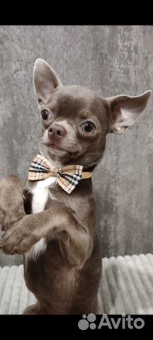 Вязка чихуахуа