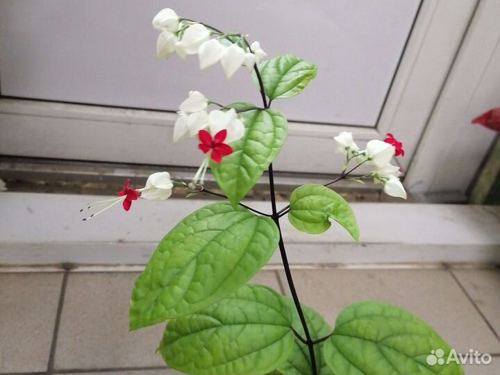 Комнатные цветы