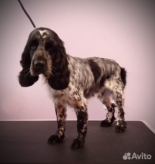 Русский охотничий спаниель вязка