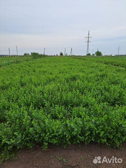 Кизильник блестящий живая изгородь