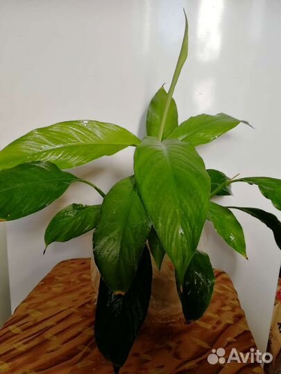 Клеродендрон, и другие