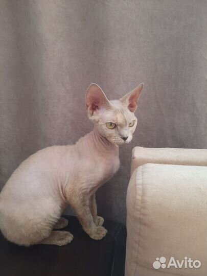 Девон-рекс и шпиц