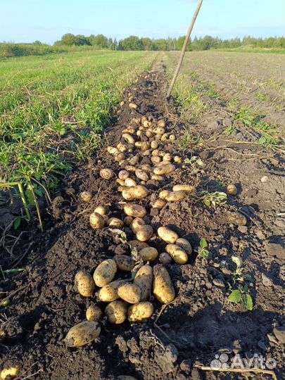 Картофель крупный