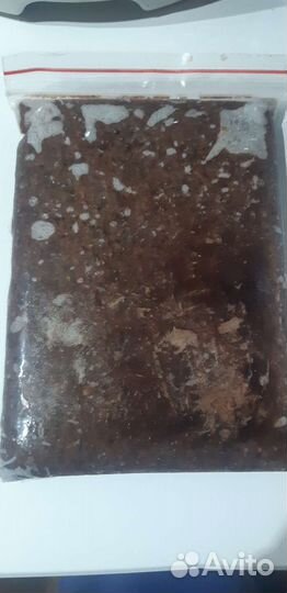 Продам артемию и мотыль свежий привоз