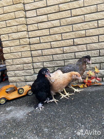 Куры домашние несушки молодые от 3-6 меес