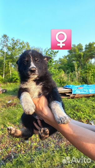 Щенки бесплатно