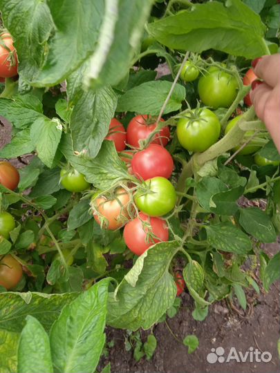 Помидоры домашние