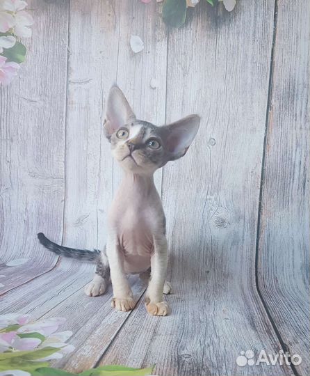 Девон-рекс котятки