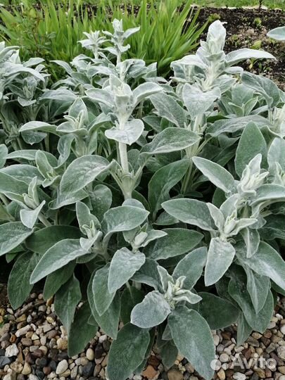 Чистец шерстистый (Овечьи ушки)