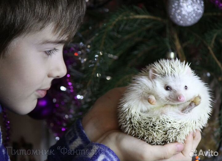 Карликовые африканские ежата из Фантазии