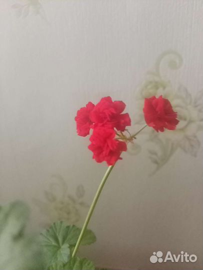 Герань пеларгония цветущее растение