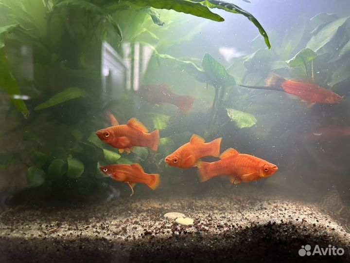 Рыбки Меченосцы