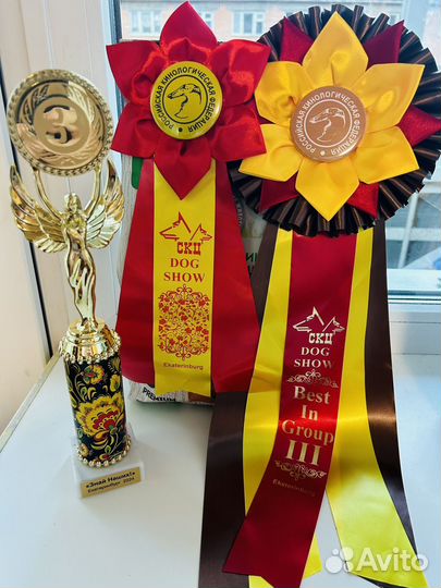 Немецкая овчарка д/ш вязка